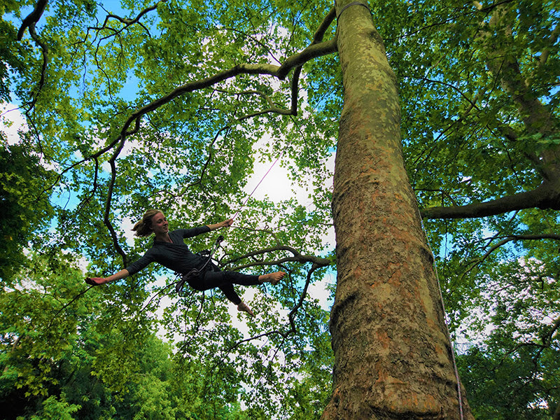 Photo d'une danse verticale sur un arbre